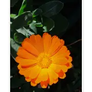 Galrie Bright Orange Marigold Flower Art Photography Print - Vibrant Botanical Decor, Poster Only, 70 x 100cm (28 x 40inch)