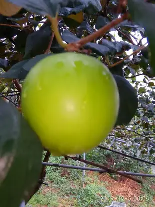 燕巢 肉龍伯牛奶珍愛蜜棗/牛奶珍蜜蜜棗 。