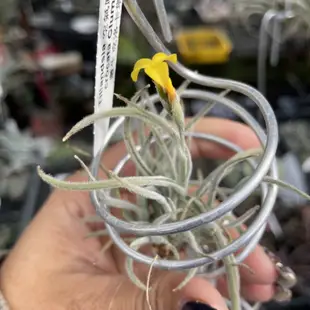 Tillandsia crocata克洛卡塔叢生（香花）