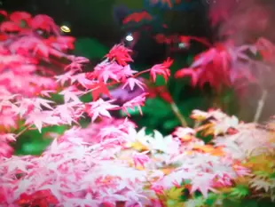 傳家寶老盆養數10年大樹型日本品種名字叫初星星紅楓樹槭樹最鮮豔紅色的楓樹高度約有130公分樹型老頭造型漂亮小葉，只有一盆
