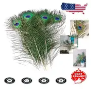 Bulk 100 Natural Peacock Feathers 16-18 inches for Elegant Crafting & Weddings