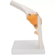 Elbow Joint Model Life Size Accurate Elbow Skeleton Model For Study Display DP3