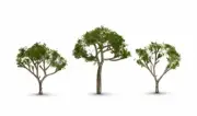 Woodland Scenics ~ New 2025 ~ Gum Trees ~ 2-1/2" to 3-1/2" ~ 3 Pieces ~ TR3525