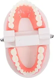 MAGICLULU Dentals Teeth Model for Flossing Oral Health Education Tool Teaching Aid for Kindergarten Study Demonstrate Anatomy with Fake Mouth Model