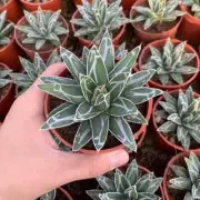 7cm Agave Isthmensis Mediopicta Beautiful Garden Rare Indoor Outdoor Planting