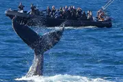 Whale Watching in a Fast Military Boat from Manly - Manly