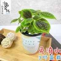 在飛比找蝦皮商城優惠-【小品文化】蝦蟆草【現貨】3吋杯子免澆水盆栽 懶人盆栽 觀葉