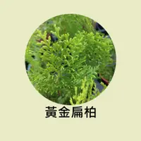 在飛比找蝦皮購物優惠-[碧路蘭旅]黃金扁柏 3吋盆 苗木 盆栽 綠化