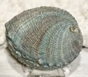 Turquoise Abalone Sea Shell | 3-4 Inch | Abalone Shells | Seashells | Sea Shells