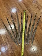 9- Premium Pheasant Tail Feathers 18”-20”