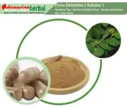 Capsule Of Pure Mistletoe Fig Mistletoe Rubber Plant (Ficus Deltoidea) Natural