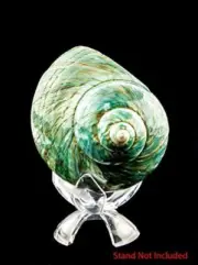 Hermit Crab Shells | Turbo Shells | Jade Green Turbo Shell 4"-4.5" | Hermit Crab