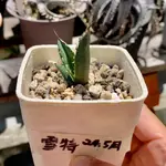 只售側芽 ｜只有一芽 ｜AGAVE 龍舌蘭屬 ｜AGAVE TITANOTA "雪特"嚴龍 側芽