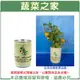 【蔬菜之家004-E00-1】iPlant易開罐花卉-觀賞番茄2入/組(2入優惠價-單罐85元) 種子 園藝 園藝用品 園藝資材 園藝盆栽 園藝裝飾