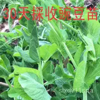 在飛比找蝦皮購物優惠-🍓台灣💋四季可種 『雪原蔬菜種子』四季播種 豆苗種子 甜脆豆