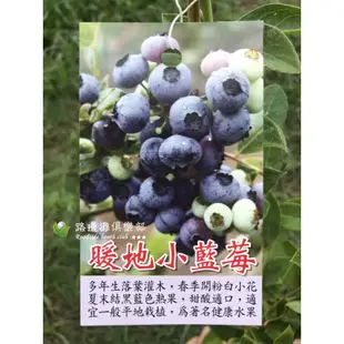 勿直接下標 日本a 暖地小藍莓 樹苗 小藍莓 盆栽 兔眼種 藍莓果醬 大果藍莓 平地 藍莓苗 暖地藍莓 樹苗 非 蔓越莓