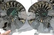 Large Black Ammonite PAIR Deep Crystal 110myo FOSSIL XXL 242mm 9.5" 1097cc