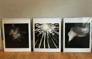 Melissa Springer Photographic Art, Black & White, 3 Sepia Tone Prints, Flowers