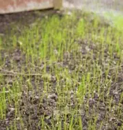 November swamp grass seeds for finch nests. Grow your own nesting material!