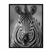 Zebra Stripes black & white Framed Print Fine Art Poster Print