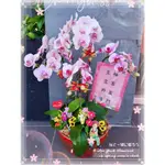 八德花店/平鎮花店【歐式綠坊花苑】【GTCO809】喜慶祝賀蝴蝶蘭(中輪花/桌上型)~花開富貴.歡迎光臨~專人代客送花