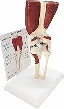 Human Knee Joint with Muscles Anatomy Model, Life Size Model with Ligaments, Skeleton Model Attached Muscle Ligame Nerve, for Human Anatomy and Physiology Education, Scientific Research