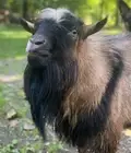 GOAT RUT BUSTER SOAP - Billy Goat in Rut Smell Remover Hand/Clothes Soap