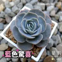 在飛比找蝦皮購物優惠-【星辰多肉】藍色驚喜   三吋 穩根連盆寄送。多肉植物，療癒