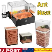 Ant Nest Farm Formicarium Concrete Alpine Red Clay Ant Box Home Ant Empire Gift