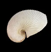 Seashells Argonauta argo 155mm. Aquarium Decoration Products
