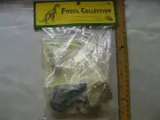 (F-12) set of 12 Fossils REAL DINOSAUR fossil ammonite crinoids algae gastropod