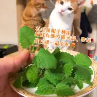 在飛比找Yahoo!奇摩拍賣優惠-新鮮🍀貓薄荷種植組【小組】 貓草種植 貓薄荷種子 貓薄荷 小