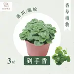 【拈花微笑】左手香｜碰碰香｜3吋｜香草植物｜食用植物｜調味料｜泡茶飲用｜沙拉｜甜點｜藥用｜精油｜觀賞