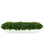 Creative Displays Boxwood Arrangement In White Glossy Fiberstone Planter