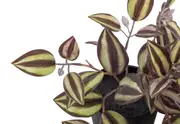 ARTIFICIAL ZEBRINA Plant