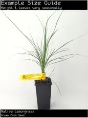 Buy Native Lemongrass plant, Cymbopogon ambiguus