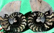 Large Black Ammonite Pair 167mm Crystals XXLarge 6.6" 110myo fossil a3738yy