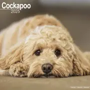 2025 Cockapoo Wall Calendar