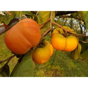 水果禮盒 次郎甜柿 （大雪山）免運產季約9月