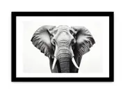 Elephant White And Black Art Framed Print