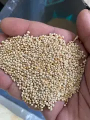 White French Millet Seed 2.5kg