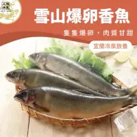 在飛比找momo購物網優惠-宜蘭雪山爆卵母香魚季節限定檔