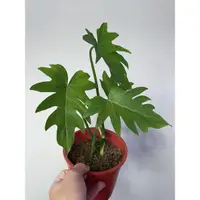 在飛比找蝦皮購物優惠-羽裂蔓綠絨philodendron selloum Koch