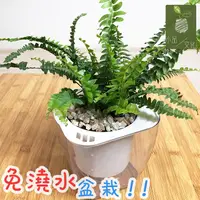 在飛比找蝦皮商城優惠-【現貨】【小品文化】波士頓腎蕨 4吋透明懶人盆栽 加水更方便