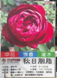 在飛比找Yahoo!奇摩拍賣優惠-花花世界_玫瑰苗*秋日胭脂*，Red Fountain-濃香