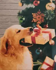 Artist's 48 piece Golden Retriever Christmas Dog Paint by Number Kit 16"x20" New