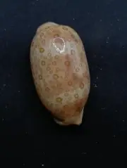 Cypraea Argus eyed cowrie 58mm seashell. cowrie Sea shell. Beach #12769