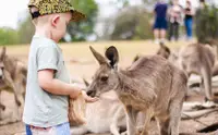 在飛比找KLOOK 客路優惠-龍柏無尾熊動物園門票