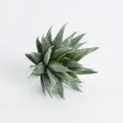 Artificial Succulent Haworthia Pick [ASPLSUCCU15B_HAW]