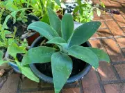 Agave Attenuata plant $7 each without pot